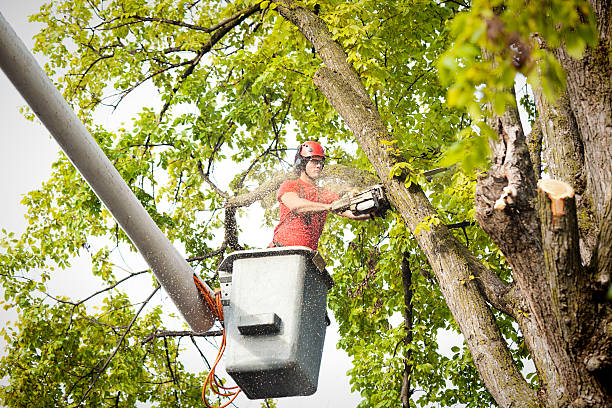 Professional Tree Service in Willow Street, PA